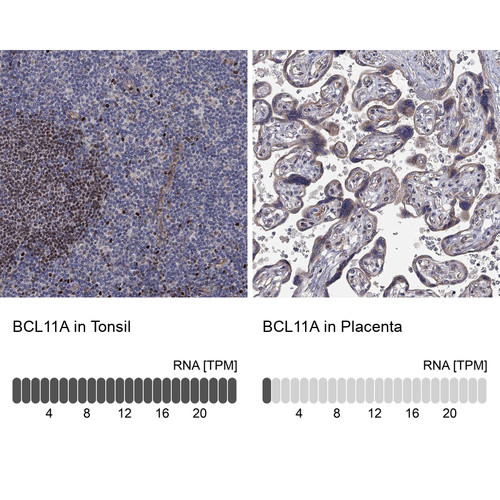 Immunohistochemistry analysis in human tonsil and placenta tissues using Anti-BCL11A antibody. Corresponding BCL11A RNA-seq data are presented for the same tissues.
