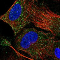 Immunofluorescent staining of human cell line U-2 OS shows localization to cytosol.
