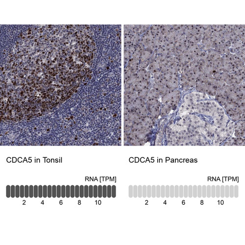 Immunohistochemistry analysis in human tonsil and pancreas tissues using Anti-CDCA5 antibody. Corresponding CDCA5 RNA-seq data are presented for the same tissues.