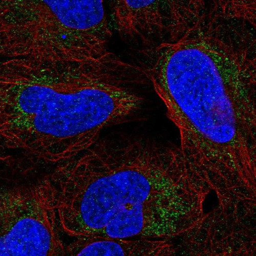 Immunofluorescent staining of human cell line U-2 OS shows localization to mitochondria.