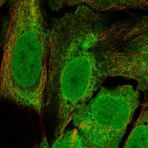 Immunofluorescent staining of human cell line U-2 OS shows localization to nucleoplasm & endoplasmic reticulum.