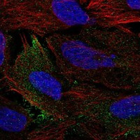 Immunofluorescent staining of human cell line U-2 OS shows localization to plasma membrane.