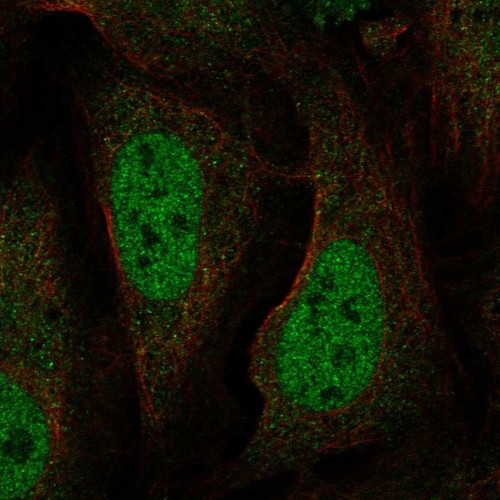 Immunofluorescent staining of human cell line U-2 OS shows localization to nucleoplasm.
