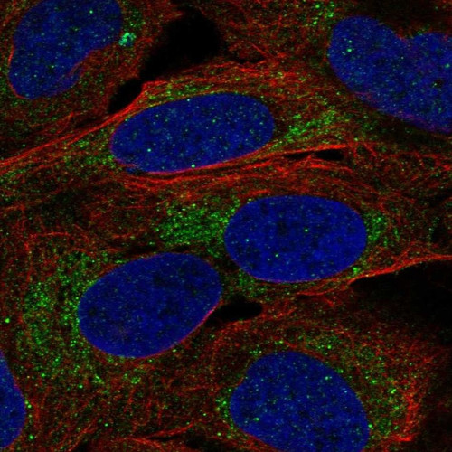 Immunofluorescent staining of human cell line U-2 OS shows localization to nuclear bodies & mitochondria.