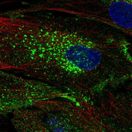 Immunofluorescent staining of human cell line BJ shows localization to plasma membrane & vesicles.