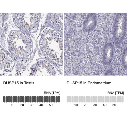 Immunohistochemistry analysis in human testis and endometrium tissues using Anti-DUSP15 antibody. Corresponding DUSP15 RNA-seq data are presented for the same tissues.