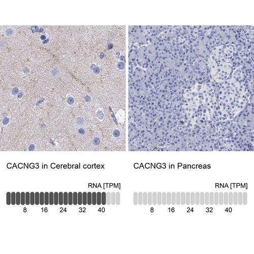Immunohistochemistry analysis in human cerebral cortex and pancreas tissues using Anti-CACNG3 antibody. Corresponding CACNG3 RNA-seq data are presented for the same tissues.