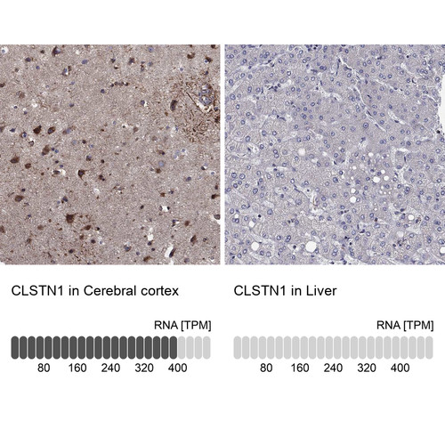 Immunohistochemistry analysis in human cerebral cortex and liver tissues using Anti-CLSTN1 antibody. Corresponding CLSTN1 RNA-seq data are presented for the same tissues.