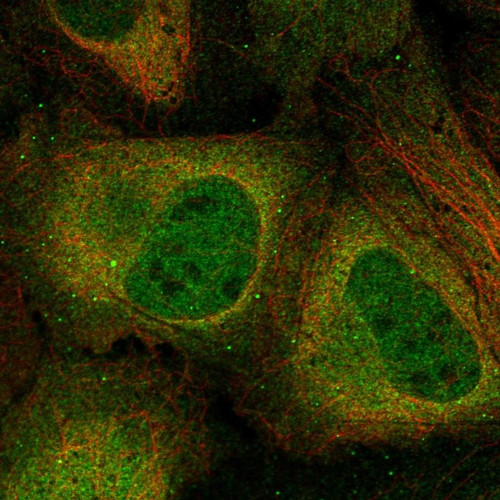 Immunofluorescent staining of human cell line U-2 OS shows localization to nucleoplasm, cytosol & vesicles.