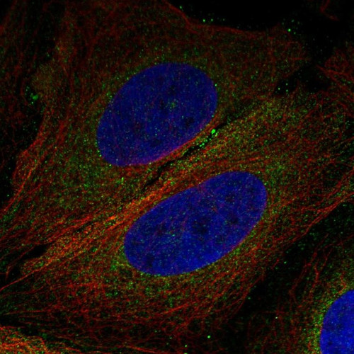 Immunofluorescent staining of human cell line U-2 OS shows localization to cytosol.