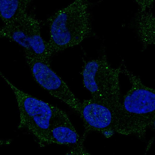 Immunofluorescent staining of human cell line SH-SY5Y shows localization to plasma membrane & cytosol.