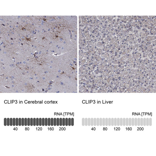 Immunohistochemistry analysis in human cerebral cortex and liver tissues using Anti-CLIP3 antibody. Corresponding CLIP3 RNA-seq data are presented for the same tissues.
