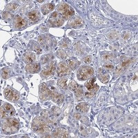 Immunohistochemical staining of human salivary gland shows moderate cytoplasmic positivity in glandular cells.