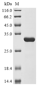 (Tris-Glycine gel) Discontinuous SDS-PAGE (reduced) with 5% enrichment gel and 15% separation gel.