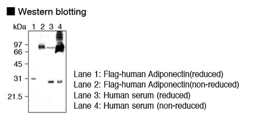 Anti-Adiponectin (Acrp30) pAb