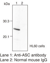 Anti-ASC (TMS1) (Human) mAb (Clone: 23-4)