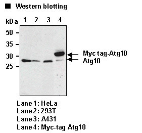 Anti-Atg10 (Human) mAb (Clone: 5A7)