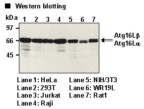 Anti-Atg16L mAb (Clone: 1F12)