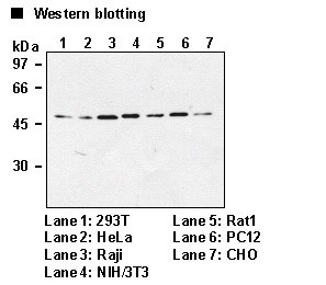 Anti-Atg4B (Human) mAb (Clone: 9H5)