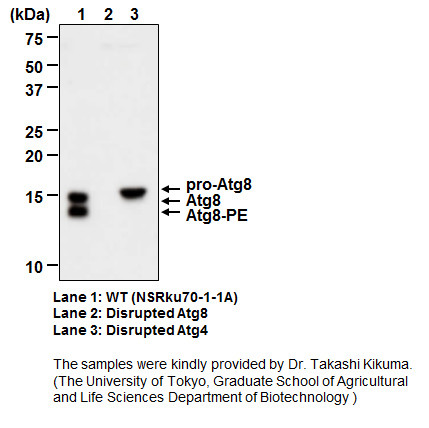 Anti-Atg8 (Filamentous fungi) pAb