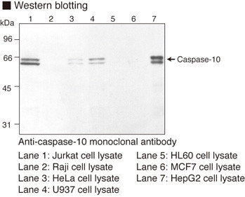 Anti-Caspase-10 (Human) mAb (Clone: 4C1)