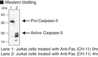 Anti-Caspase-3 (Human) mAb (Clone: 1F3)