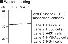 Anti-Caspase-3 (Human) mAb (Clone: 1F9)