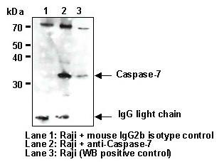 Anti-Caspase-7 mAb (Clone: 4G2)