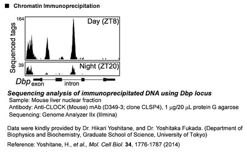 Anti-CLOCK (Mouse) mAb (Clone: CLSP4)