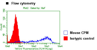 Anti-CPM (Mouse) mAb (Clone: 40-1)
