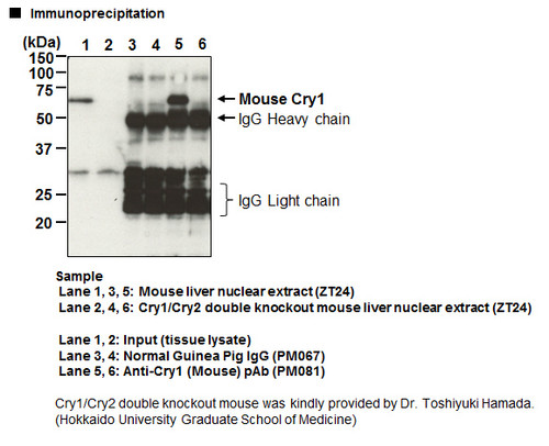 Anti-Cry1 (Mouse) pAb