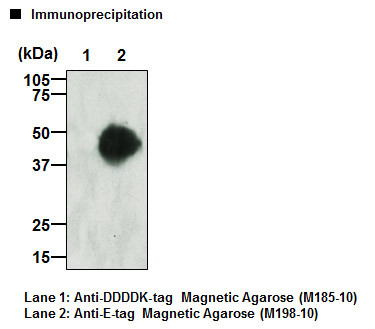 Anti-E-tag mAb-Magnetic Agarose (Clone: 21D11)