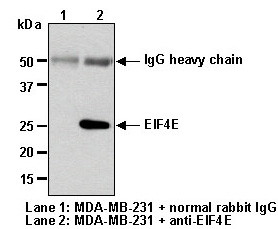 Anti-EIF4E pAb