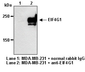 Anti-eIF4G1 (Human) pAb