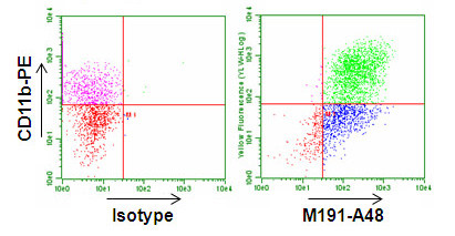 Anti-FcepsilonR1 (FcR1) (Mouse) mAb-Alexa Fluor® 488 (Clone: 1D6)