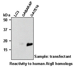 Anti-GATE-16 pAb