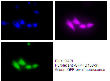Anti-GFP (Green Fluorescent Protein) mAb (Clone: RQ2)