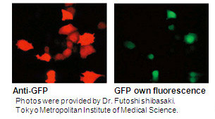 Anti-GFP (Green Fluorescent Protein) pAb