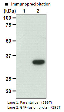 Anti-GFP mAb-Magnetic Agarose (Clone: RQ2)