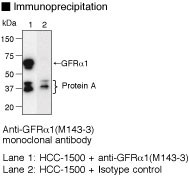 Anti-GFRα1 (Human) mAb (Clone: 3H8)