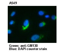 Anti-GM130 pAb
