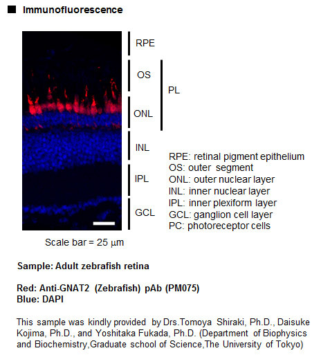 Anti-GNAT2 (Zebrafish) pAb
