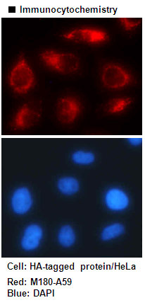 Anti-HA-tag mAb-Alexa Fluor® 594 (Clone: TANA2)