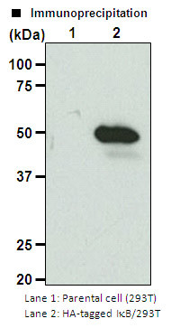Anti-HA-tag mAb-Magnetic Agarose (Clone: TANA2)