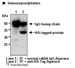 Anti-HA-tag pAb-Agarose
