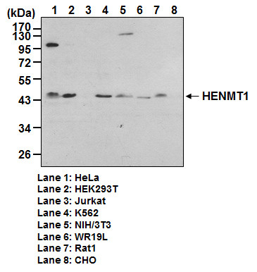 Anti-HENMT1 pAb
