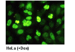 Anti-HES1 (Rat) mAb (Clone: NM1)