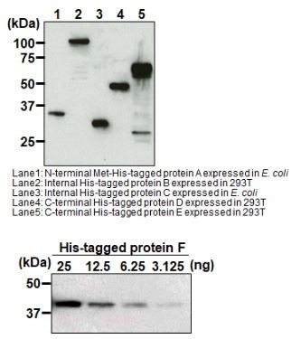 Anti-His-tag mAb for My select sampler set (Clone: OGHis)