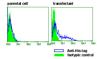 Anti-His-tag mAb-Alexa Fluor® 488 (Clone: OGHis)