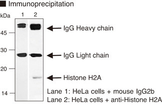 Anti-Histone H2A mAb (Clone: C10037)